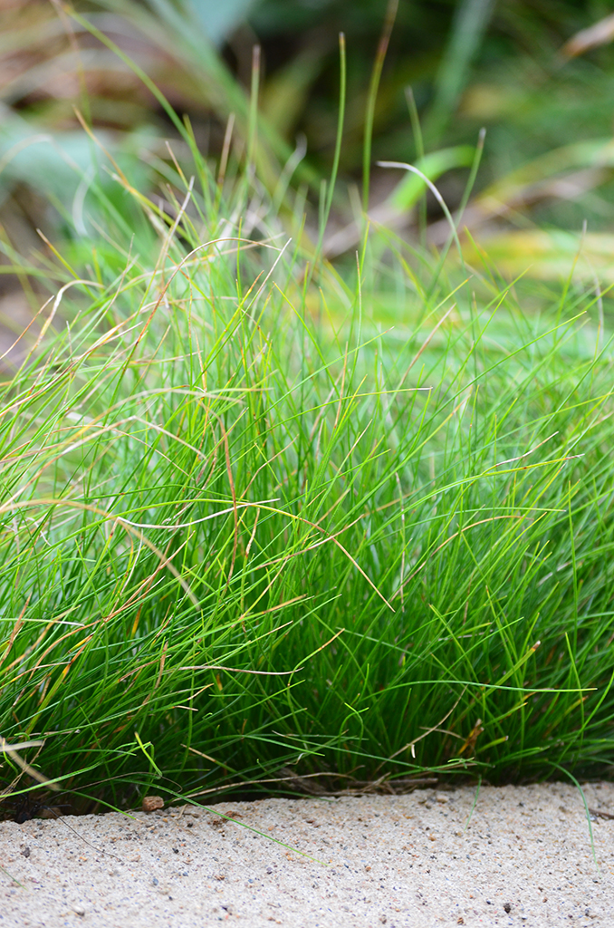 Carex eburnea Ivory Sedge Prairie Moon Nursery